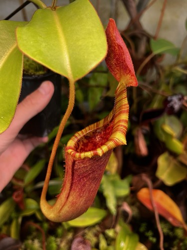 Nepenthes lowii veitchii - x,