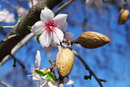 Almond saplings for sale - saplings,