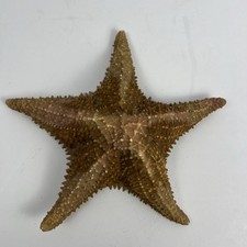 Vintage Large Real Dried