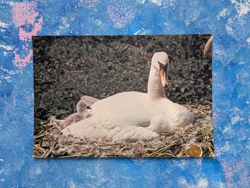 Vintage swan cygnet wildlife - swan,