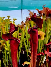 Sarracenia Asbo x Rita Soper