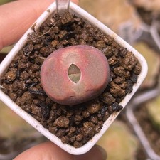 Exact Plant, 1pc Conophytum