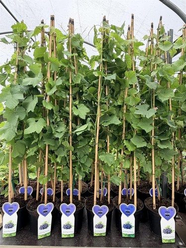 Grape vine vitis venus - vine,