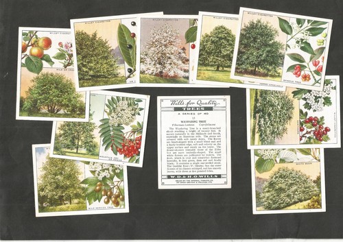 Wills trees l40 - trees, pick