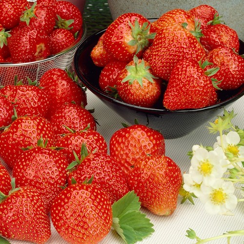 Strawberry fruit plant pack - strawberry,