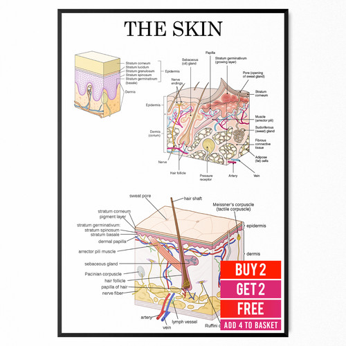 Human skin anatomy medical - skin,