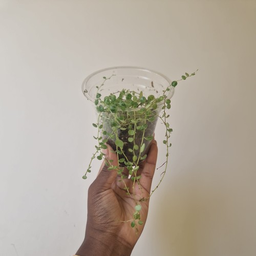 String turtles peperomia - turtles-,