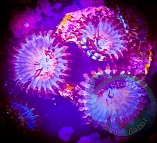 Saf white zombie zoanthid - saf~white,