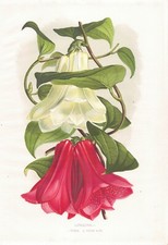 Botanical Flower Print Antique