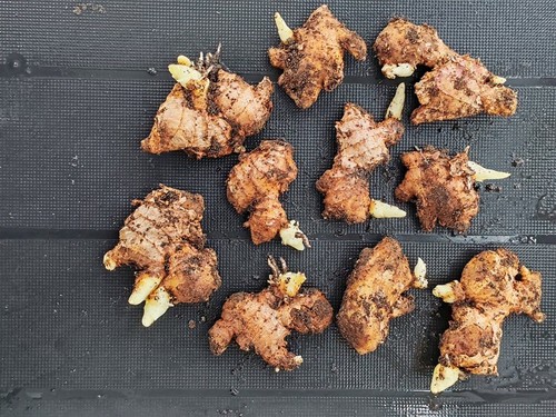 Your own ginger home 5 - your, at