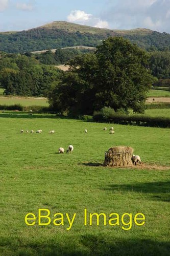 Photo 6x4 sheep field - photo, a