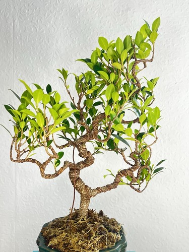 Large ficus bonsai tree - ficus,