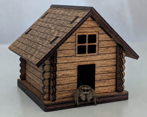 Jumping spider house - spider,