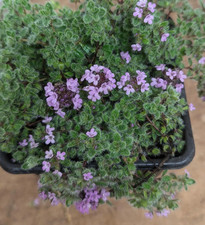 Woolly Thyme- Creeping- Herb-