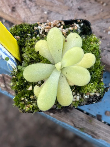 Pinguicula agnata yellow long - pinguicula,