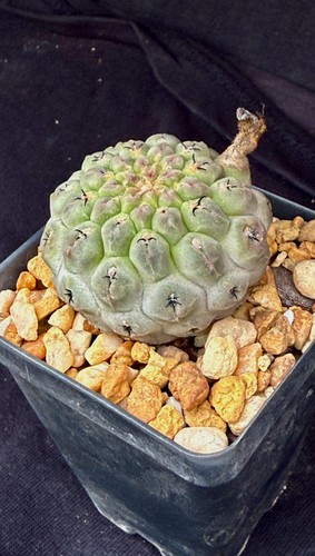Neochilenia napina cactus - neochilenia, napina,