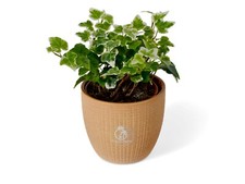 English Ivy Hedera Helix