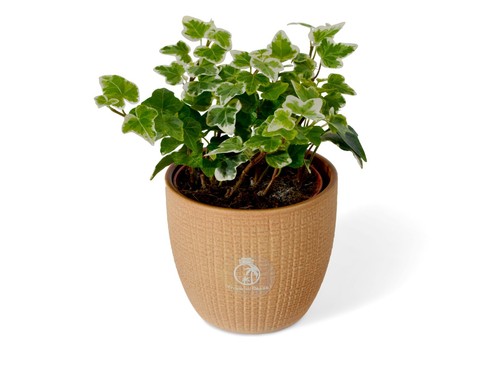 English ivy hedera helix - hedera,
