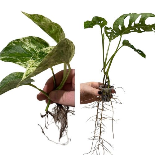 Marble queen pothos - pothos, &