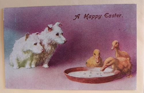 Very cute dog - cute, westie