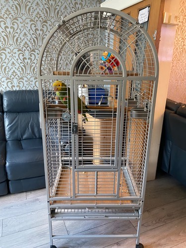 Rainforest parrot cage ecuador - parrot,