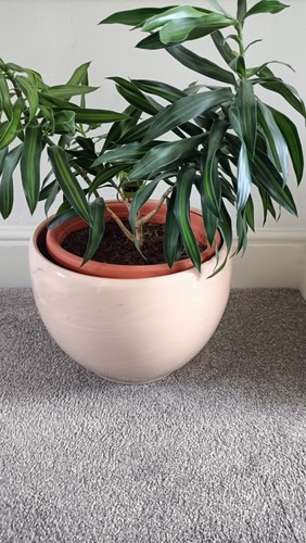 Indoor dragon tree plant - ,