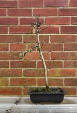 Hawthorn - Cretaegus monognya