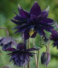 Black Barlow Aquilegia Seeds Granny's Bonnet / Columbine