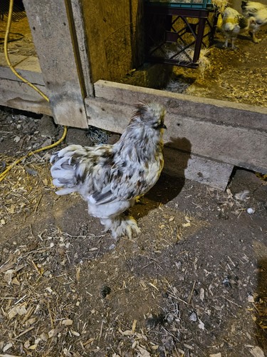 Silkie hatching eggs paint - silkie,