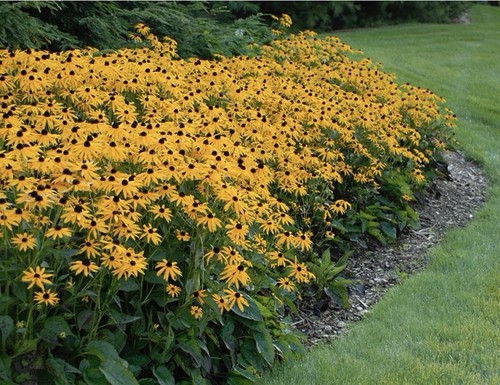 Rudbeckia goldsturm x12 plug - rudbeckia, 'goldsturm'