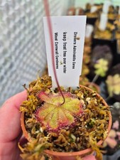 Drosera Admirabillis Ceres  6cm potted