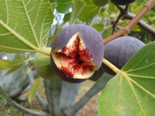 Fig fruit tree rouge - fig, de