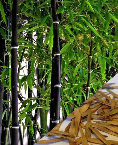 100pcs black bamboo - bamboo, seeds