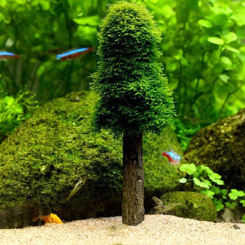 Aquarium simulation moss - aquarium,