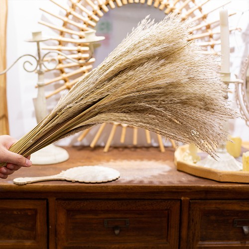 20pcs dried reed flowers 55cm - flowers,