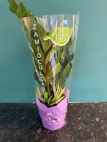 Full zamioculcas zamiifolia - full, zz