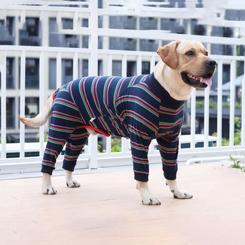 Dog stretchy recovery surgery - stretchy,