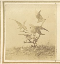 Stereoview - Taxidermy Study - Birds of Prey