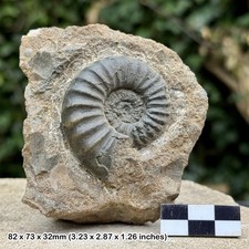 Asteroceras Fossil Ammonite