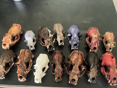 Mink skull craft - skull, arts