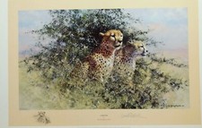 cheetah david shepherd limited