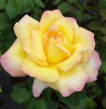 Rose Bush 'Peace' Hybrid Tea
