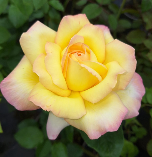 Rose bush peace - rose,