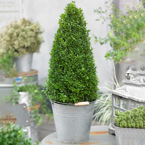 Boxwood pyramid buxus shrub - boxwood,