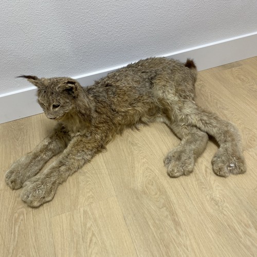 Vintage taxidermy bobcat - vintage, /