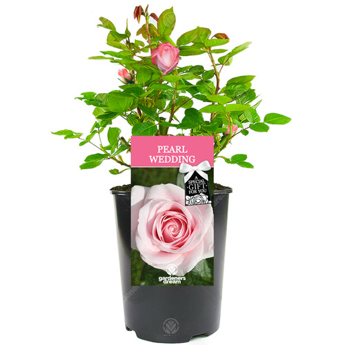 Pearl wedding rose - wedding,