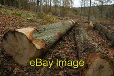 Photo 6x4 Forestry work Wyre Forest Oak tree trunks having been cut down  c2008