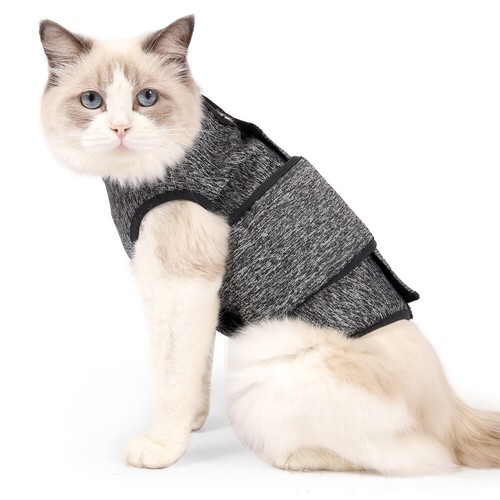 Pet cat surgical - pet,