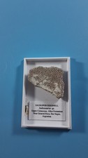 Sauropod egg shell fragment - shell,