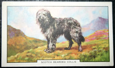 SCOTCH BEARDED COLLIE  Vintage 1938 Illustrated Dog Card  JE23MS